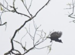 Amazonian Umbrellabird